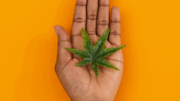 Yellow background with a Black or Brown person's hand holding a green marijuana leaf.