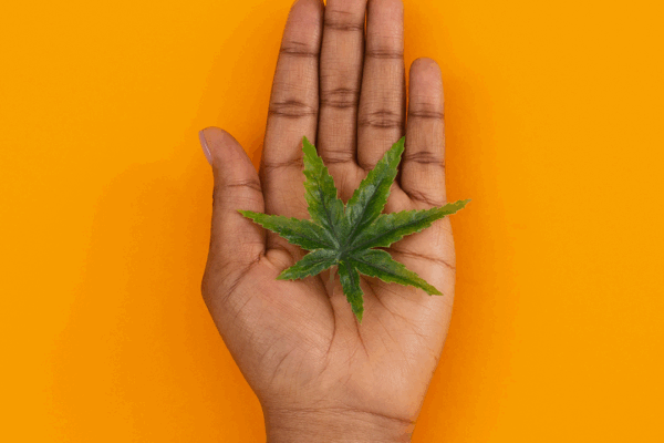 Yellow background with a Black or Brown person's hand holding a green marijuana leaf.