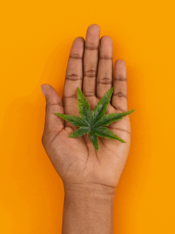 Yellow background with a Black or Brown person's hand holding a green marijuana leaf.