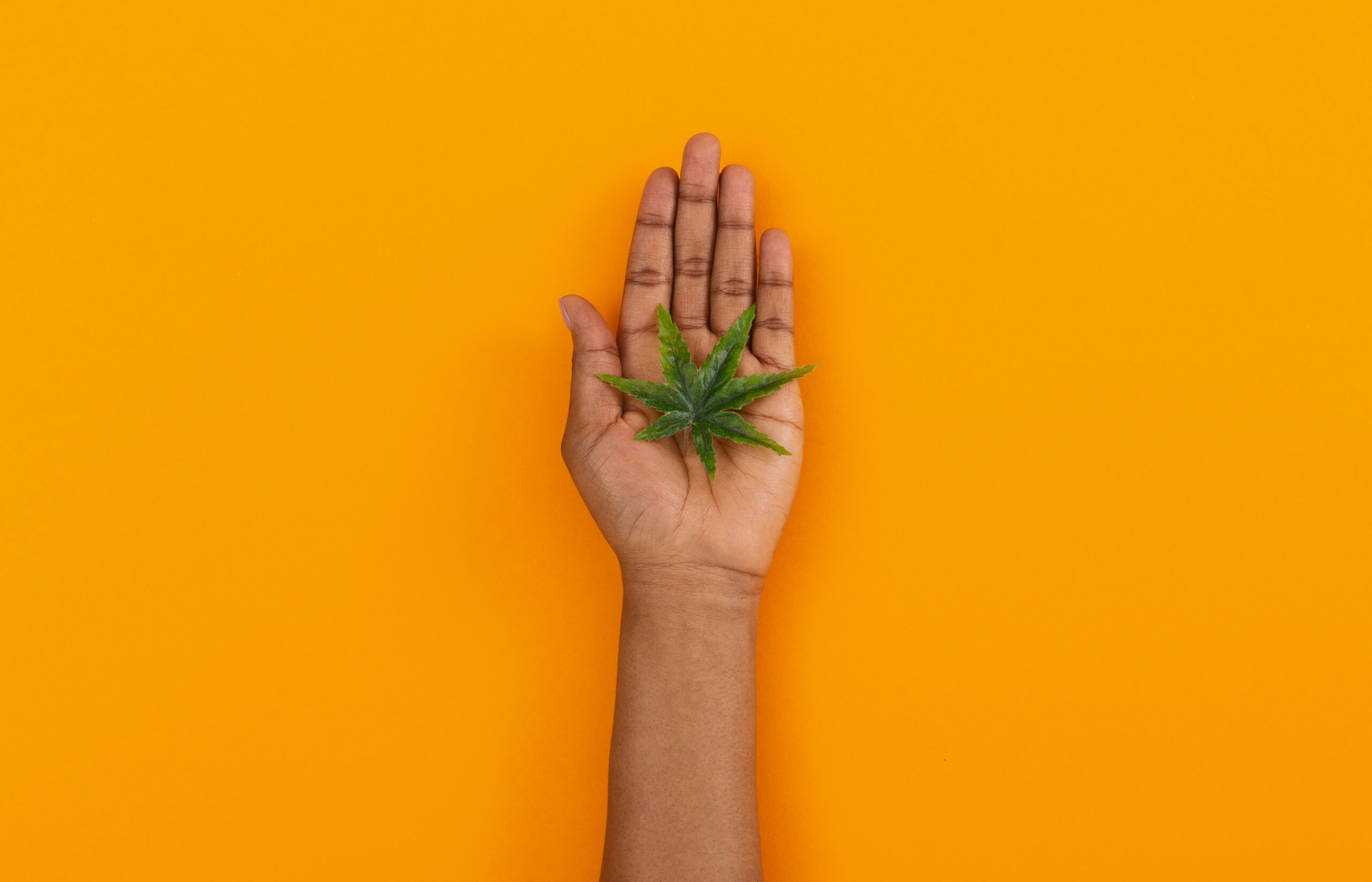 Yellow background with a Black or Brown person's hand holding a green marijuana leaf.