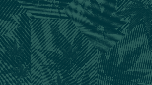 Collage of marijuana leaves and an abstract background. There is a dark green filter layer over all of the leaves.