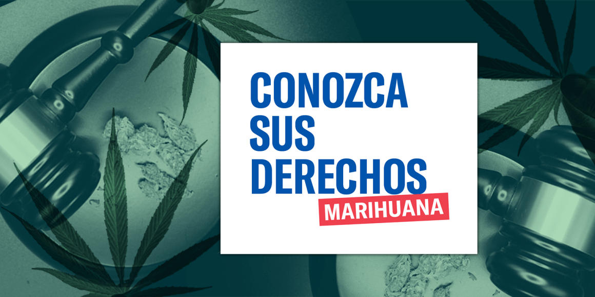 Conozca sus derechos - marihuana. Background has a judges gavels, marijuana flowers, and marijuana leaves.