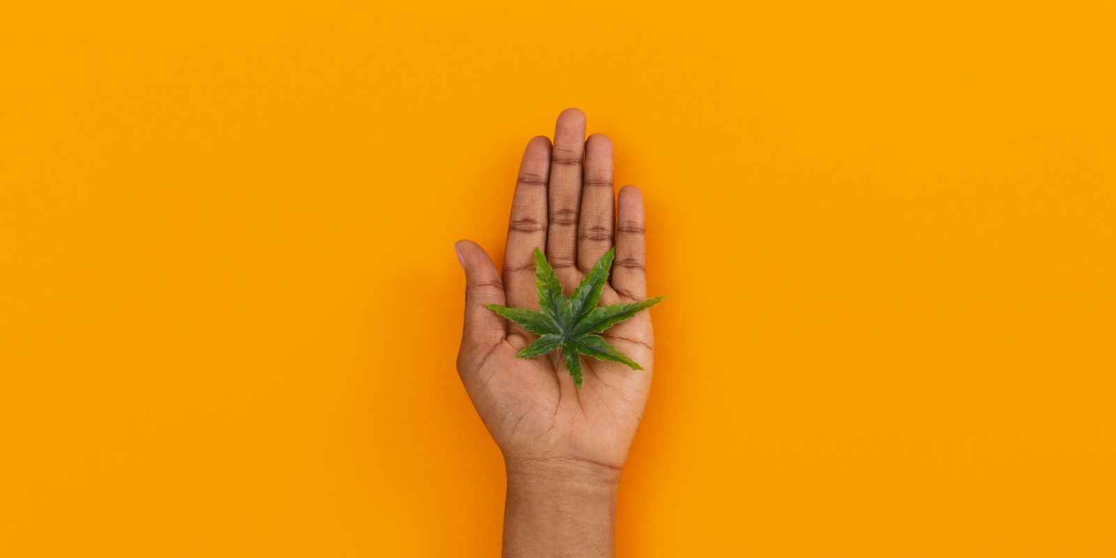 Yellow background with a Black or Brown person's hand holding a green marijuana leaf.