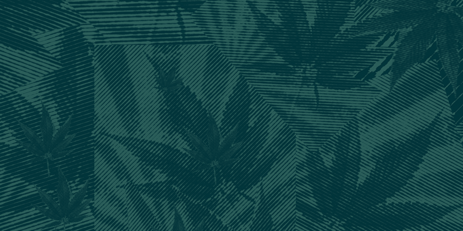 Collage of marijuana leaves and an abstract background. There is a dark green filter layer over all of the leaves.